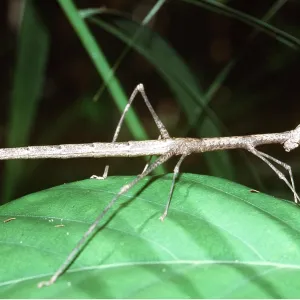Stick Insect Stick Insect