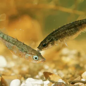 STICKLEBACKS - Three-spined male (Gasterosteus STICKLEBACKS - Three-spined male (Gasterosteus
