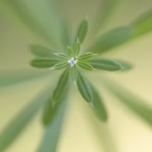 Sticky-willy (Galium aparine) flowering, The Ne Sticky-willy (Galium aparine) flowering, The Ne