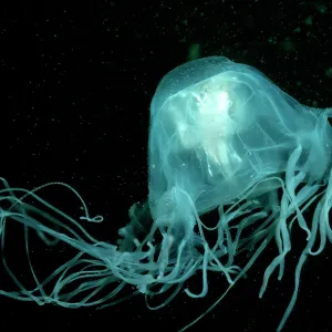 Stinging Box Jellyfish / Sea Wasp - Underwater Stinging Box Jellyfish / Sea Wasp - Underwater