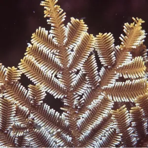 Stinging Hydroid or Fire Weed Stinging Hydroid or Fire Weed