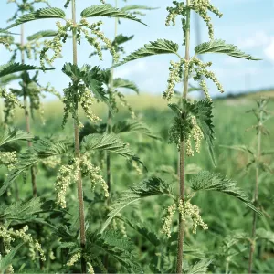 STINGING NETTLE - flowering in a field STINGING NETTLE - flowering in a field