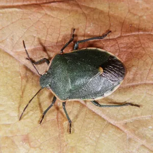 STINK BUG STINK BUG