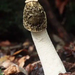 STINKHORN FUNGI - growing through leaf litter STINKHORN FUNGI - growing through leaf litter