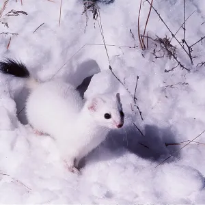 STOAT / Ermine / Short-tailed weasel - in snow STOAT / Ermine / Short-tailed weasel - in snow