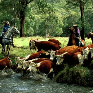 Stockman mustering cattle.Tom Groggin Station Stockman mustering cattle.Tom Groggin Station