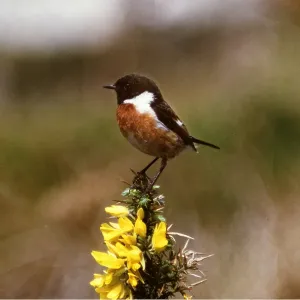 STONECHAT - male STONECHAT - male