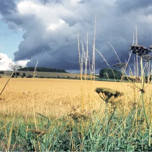 STORM OVER CORNFIELD STORM OVER CORNFIELD