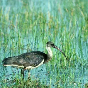 Straw-necked IBIS