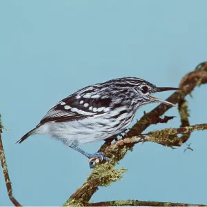 Streaked ANTWREN