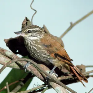 Streaked XENOPS