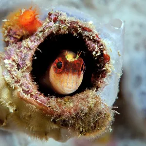 Striped blenny, Parablennius rouxi, watching of out from its Striped blenny, Parablennius rouxi, watching of out from its