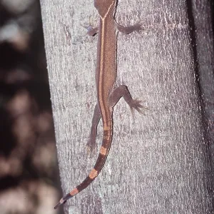 STRIPED GECKO - GOING UP TREE STRIPED GECKO - GOING UP TREE