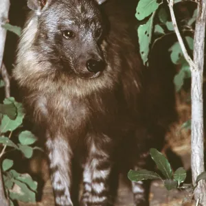 STRIPED HYAENA - close-up STRIPED HYAENA - close-up