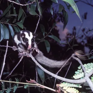 Striped POSSUM Striped POSSUM