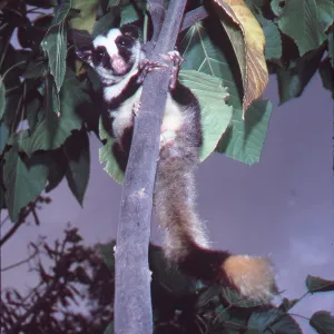 Striped POSSUM - in tree Striped POSSUM - in tree