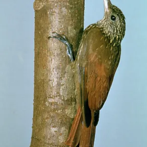 Striped WOODCREEPER