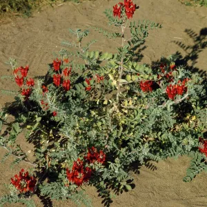 STURT'S DESERT PEA STURT'S DESERT PEA