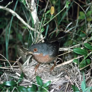 Sub-alpine Warbler - in nest