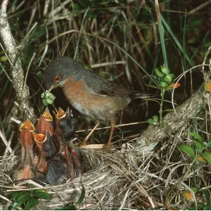 SUB ALPINE WARBLER - at nest, feeding young with