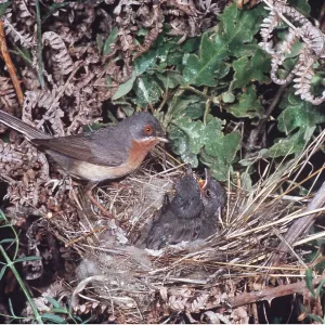 Subalpine WARBLER - female at nest with young Subalpine WARBLER - female at nest with young
