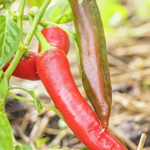 Sucette de Provence pepper, Capsicum Annuum Sucette Sucette de Provence pepper, Capsicum Annuum Sucette