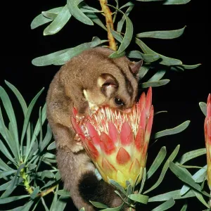 Sugar Glider - feeding on flower Sugar Glider - feeding on flower