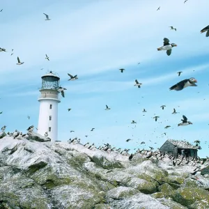 Sule Skerry Puffins - around lighthouse Sule Skerry Puffins - around lighthouse