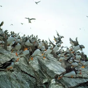 Sule Skerry Puffins - on Sule Skerry Sule Skerry Puffins - on Sule Skerry