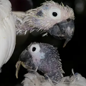 Two Sulphur-crested Cockatoos - suffering from Two Sulphur-crested Cockatoos - suffering from