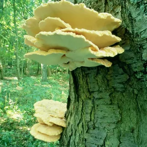 Sulphur polypore / Chicken of the Woods FUNGI