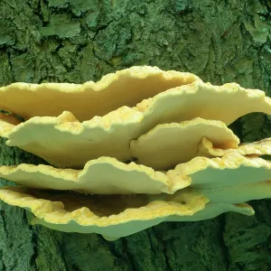 Sulphur polypore / Chicken of the Woods FUNGI