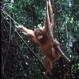 Sumatran ORANG-UTAN - hanging on vines Sumatran ORANG-UTAN - hanging on vines