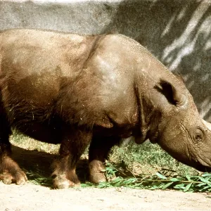 SUMATRAN RHINOCEROS - male
