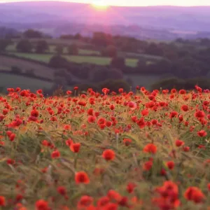 Sun illuminates rolling landscape of fields and Sun illuminates rolling landscape of fields and