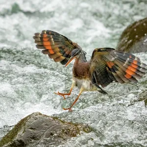 The sunbittern (Eurypyga helias) is a bittern-like bird of The sunbittern (Eurypyga helias) is a bittern-like bird of