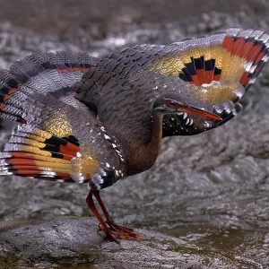 The sunbittern (Eurypyga helias) is a bittern-like bird of The sunbittern (Eurypyga helias) is a bittern-like bird of