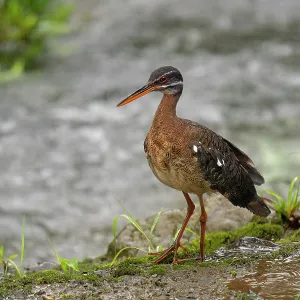 The sunbittern (Eurypyga helias) is a bittern-like bird of The sunbittern (Eurypyga helias) is a bittern-like bird of