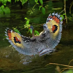 The sunbittern (Eurypyga helias) is a bittern-like bird of The sunbittern (Eurypyga helias) is a bittern-like bird of