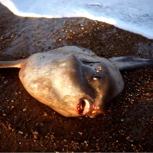 Sunfish - dead on beach Sunfish - dead on beach