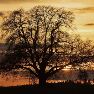 Sunset tree with setting red sun against a reddish sky and tree backdrop Sunset tree with setting red sun against a reddish sky and tree backdrop