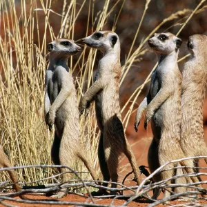 Suricate - group on the look-out Suricate - group on the look-out