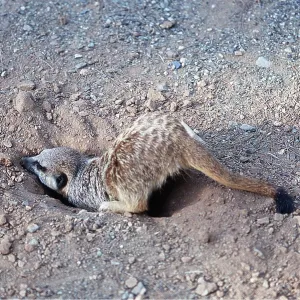 Suricate / Meerkat - Digging out solifuge Suricate / Meerkat - Digging out solifuge