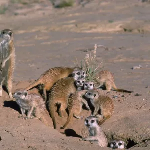 Suricate / Meerkat - group emerging from hole after Suricate / Meerkat - group emerging from hole after
