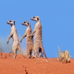 Suricate / Meerkat - Group on the look-out Suricate / Meerkat - Group on the look-out