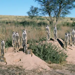 Suricate / Meerkat - group, sunbathing in first light Suricate / Meerkat - group, sunbathing in first light