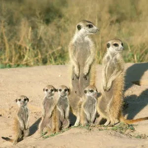 Suricate / Meerkat - mother & nursemaid with baby kittens Suricate / Meerkat - mother & nursemaid with baby kittens