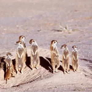 Suricate / Meerkat - Sunbathing in early morning Suricate / Meerkat - Sunbathing in early morning