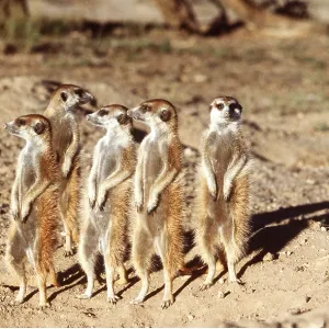 Suricate / Meerkat - sunbathing in early morning Suricate / Meerkat - sunbathing in early morning
