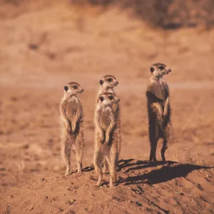 Suricate / Meerkat - x four Suricate / Meerkat - x four